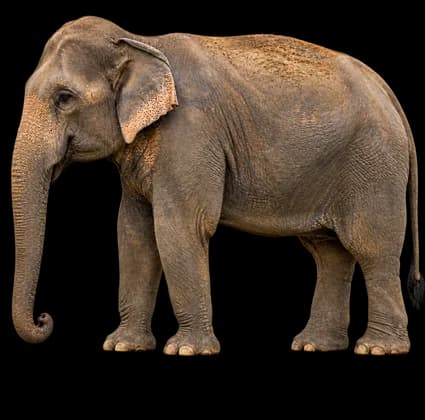 Elephant cut out of its photo