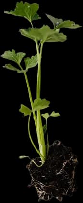 Seedling cut out of its photo