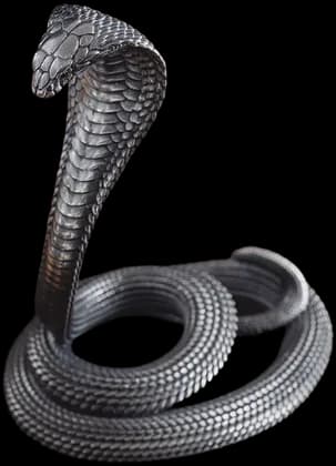 Cobra cut out of its photo