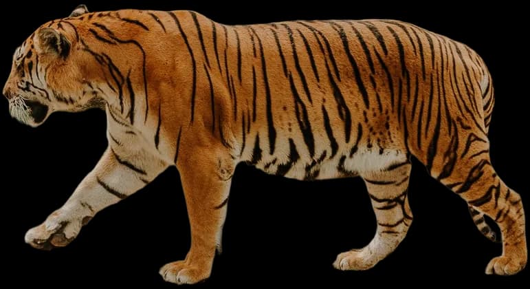 Tiger cut out of its photo