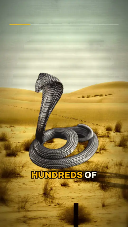 Scene with a cobra on sand